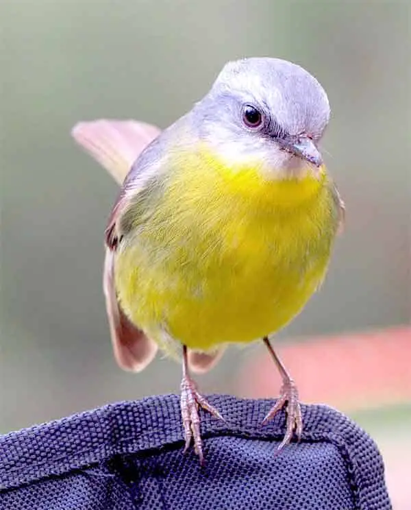 Canary birds are some of the most quiet pet birds