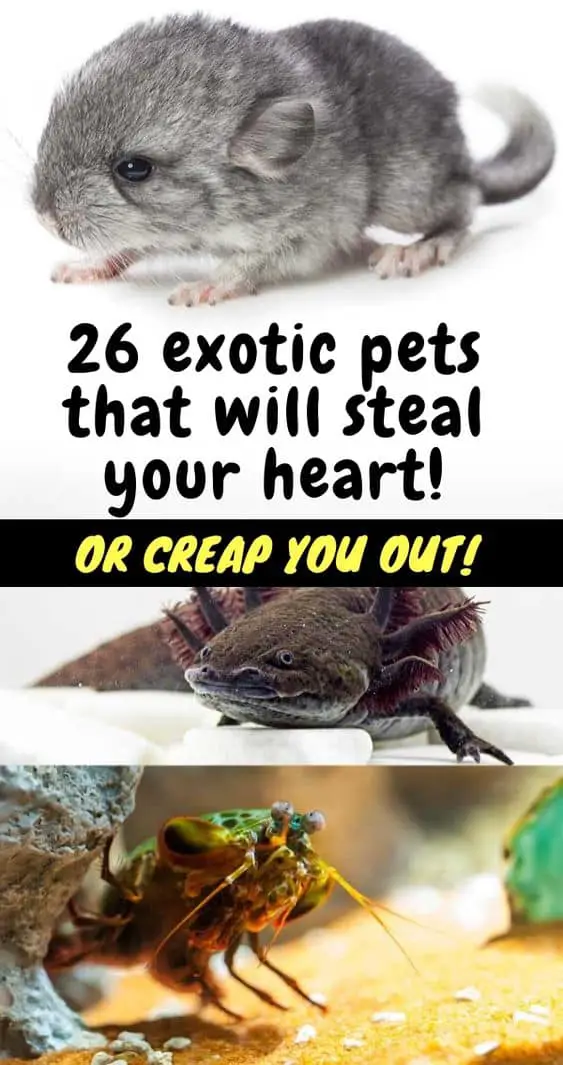 Pinterest exotic pets