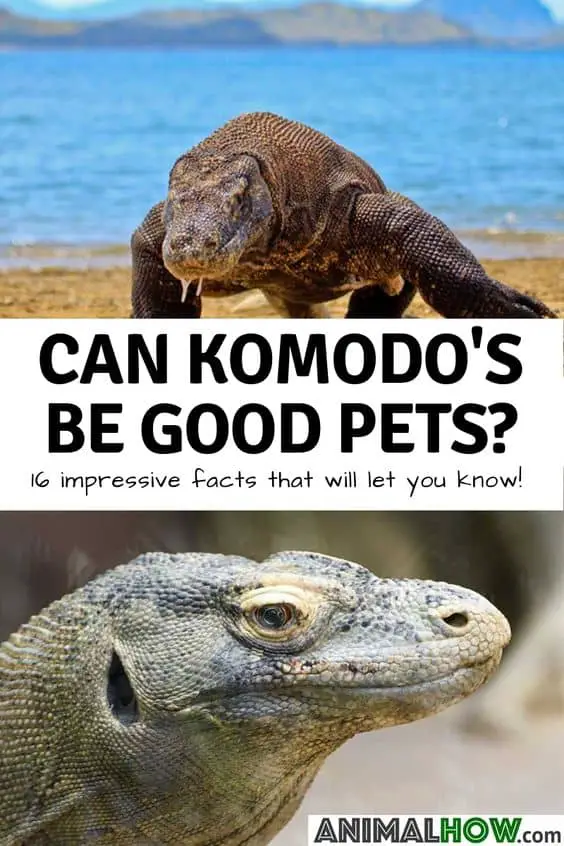 Komodo Pinterest Pin