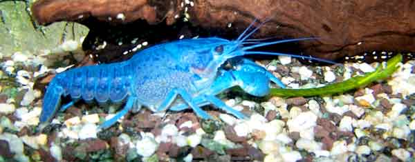 Blue Crayfish