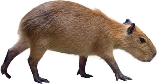 Capybara