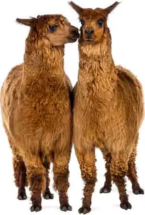 Two Alpacas