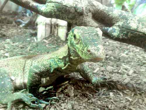 Baby Komodo dragon