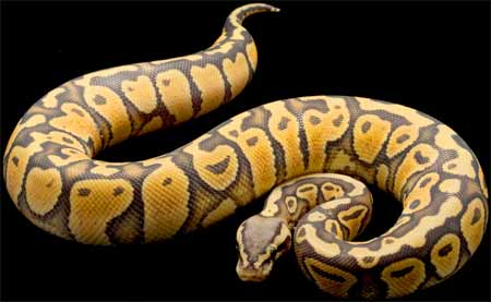 Ball Python snake curling up