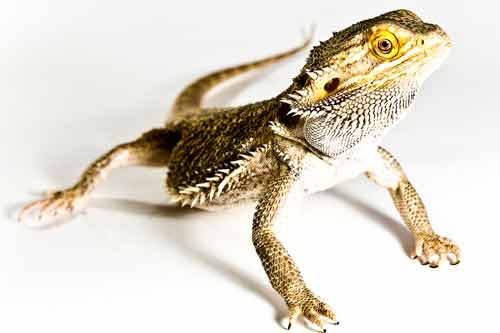 bearded dragon