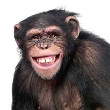 Chimp smiling