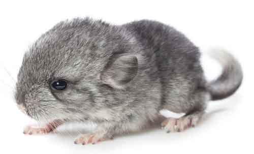 chinchilla exotic pets