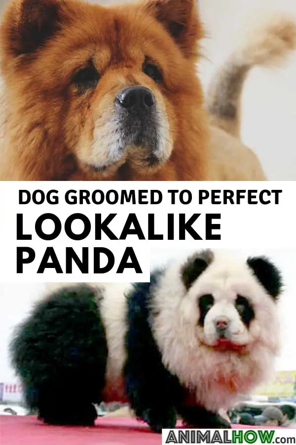 Chow Chow dog look like a panda