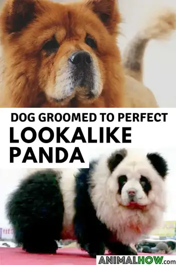 Can Pandas Be Pets Everything You Didn T Know About Pandas Animalhow Com