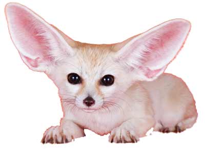 Fennec fox staring at camera