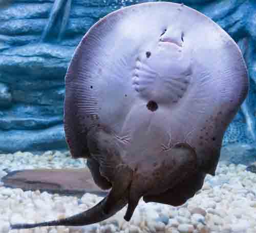 Freshwater Stingray in Water