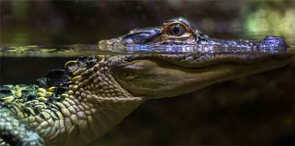 caimans and gators