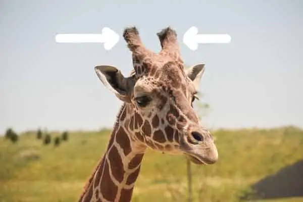 giraffe horns are called ossicones