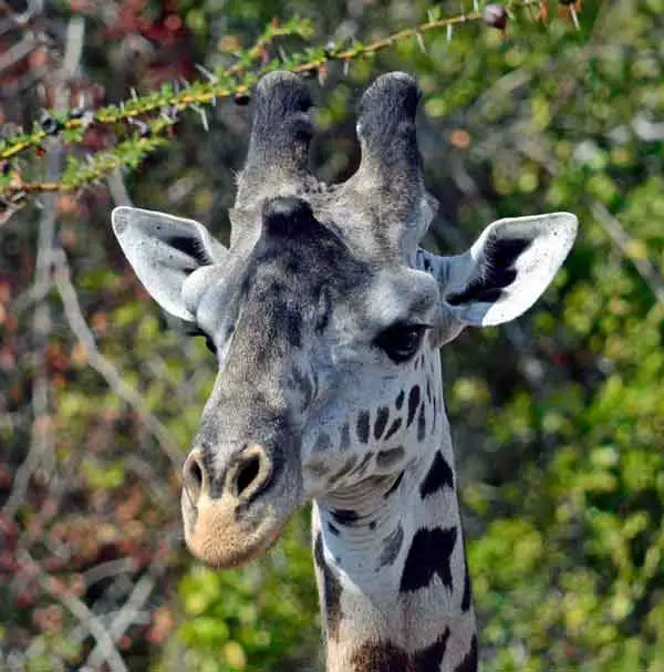 giraffe with 3 horns