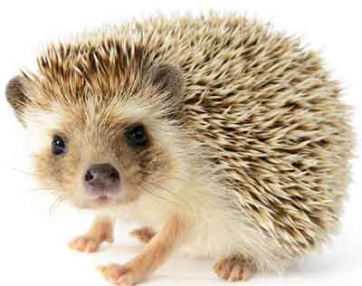 Cute Hedgehog