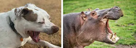Hippo similarities with pit bull