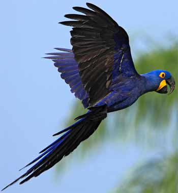 hyacinth macaw