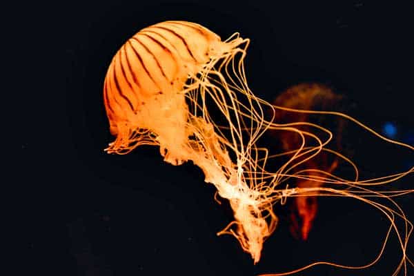 Jellyfish Eating Fish