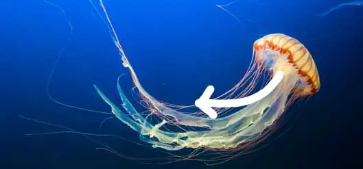 stinging thread of the jellyfish