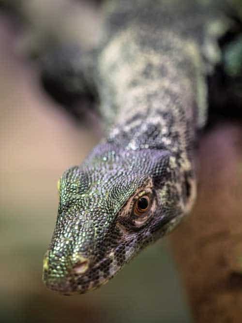 komodo baby head