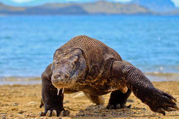 mini komodo dragon pet