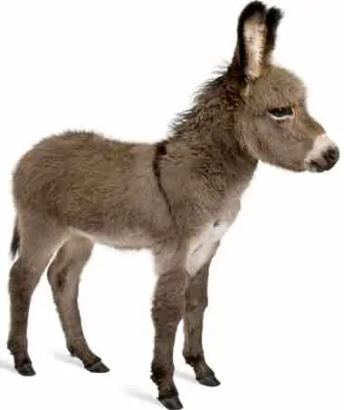 Miniature donkey