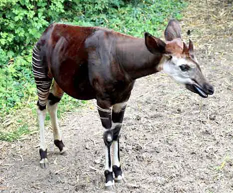 Okapi with ossicone horns