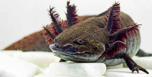 Oksolotl fisk salamander