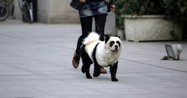 The Tibetan Mastiff Panda Dog