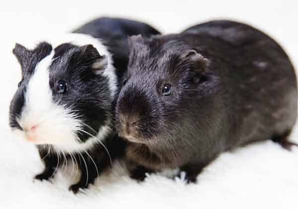 Panda Hamster (Syrian Hamster)