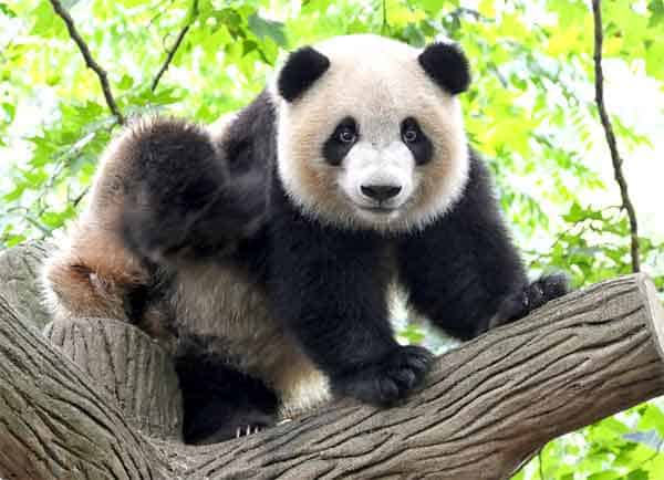 Can Pandas Be Pets Everything You Didn T Know About Pandas Animalhow Com