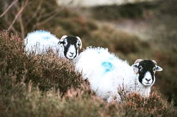 Panda sheep