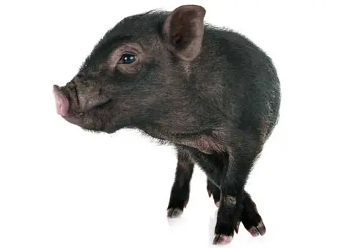 Pot-bellied baby pig