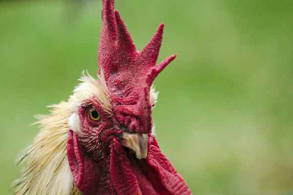 angry rooster