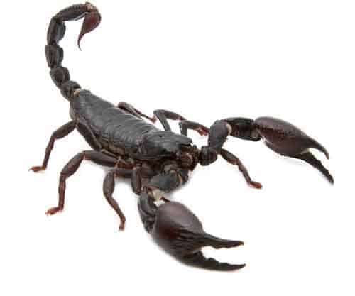 Scorpion