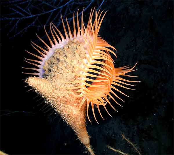 Sea anemones