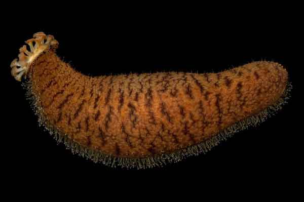 sea cucumbers