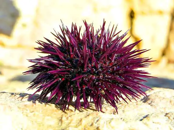 sea urchins are bainless and therefore never sleeps