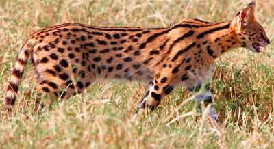 Serval cat in the grass 