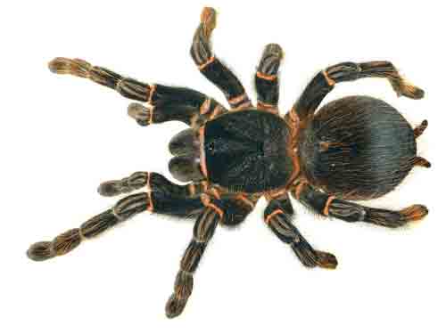 Tarantula spider