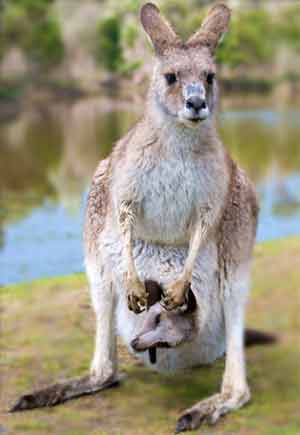 Wallabies kangaroo baby
