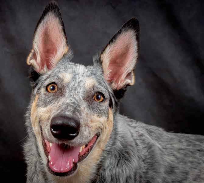 Australian Cattle Dog - Oldest Dog In The World