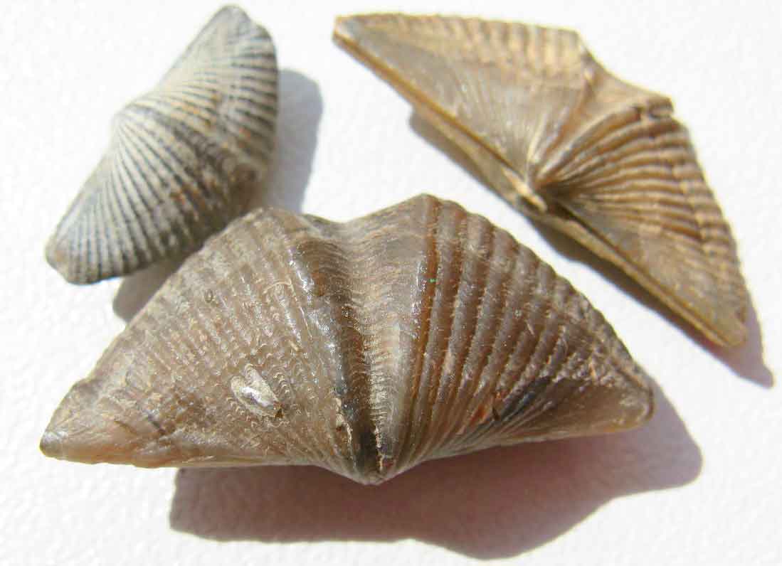 Brachiopods With Purple Black Blood