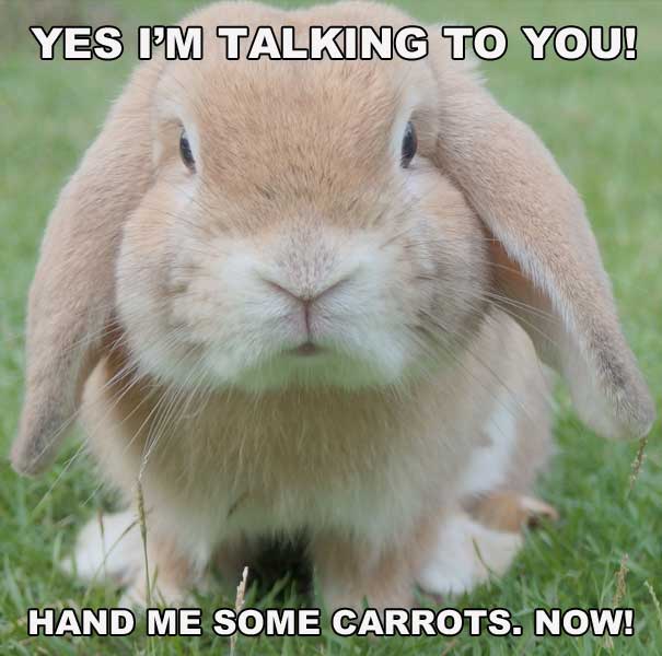 Funny rabbit wants carrots (meme joke)