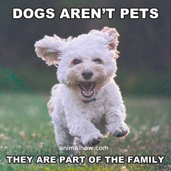 Dogs aren't pets, they are part of the family