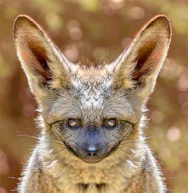 Cute Fennec Fox with big ears in the desert