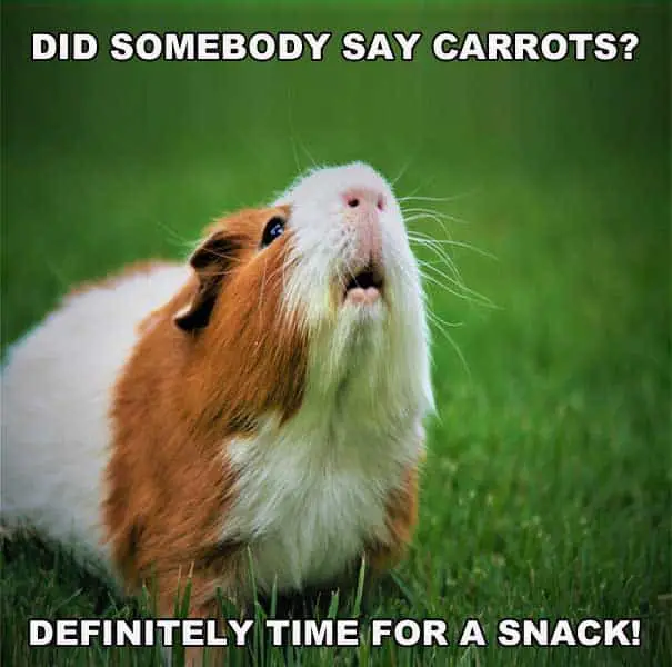 Funny hamster eating snacks. Meme joke