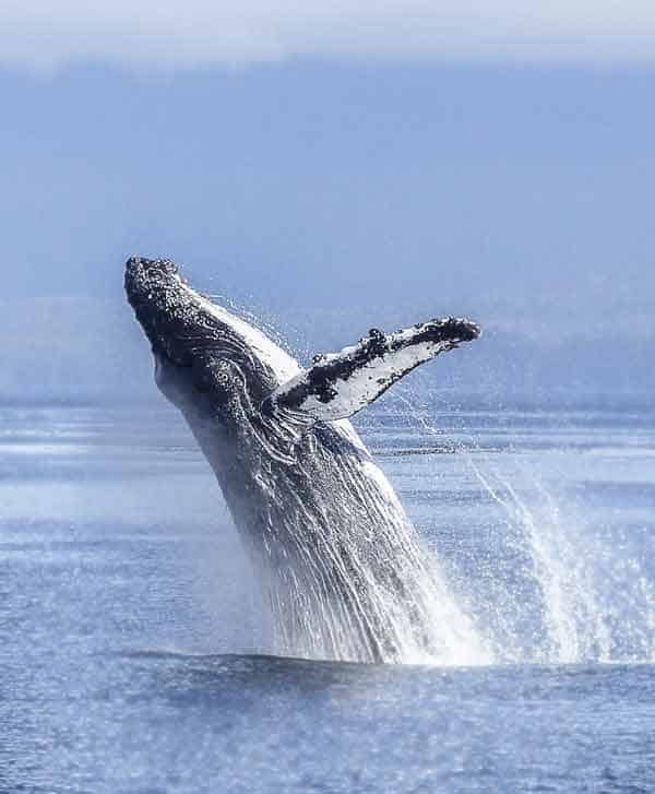 Humpback whale jumping high up in the air with a big splash in arctic cold water