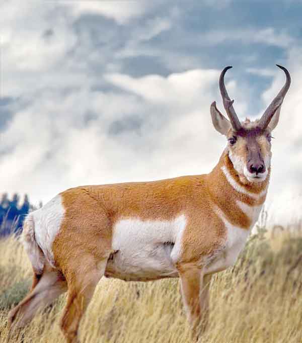 Pronghorns live in the semi-deserts