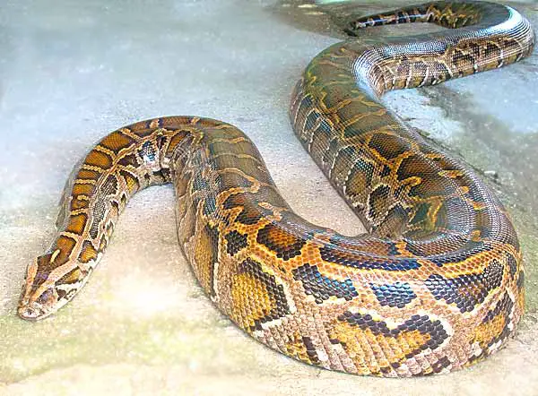 Reticulated Python